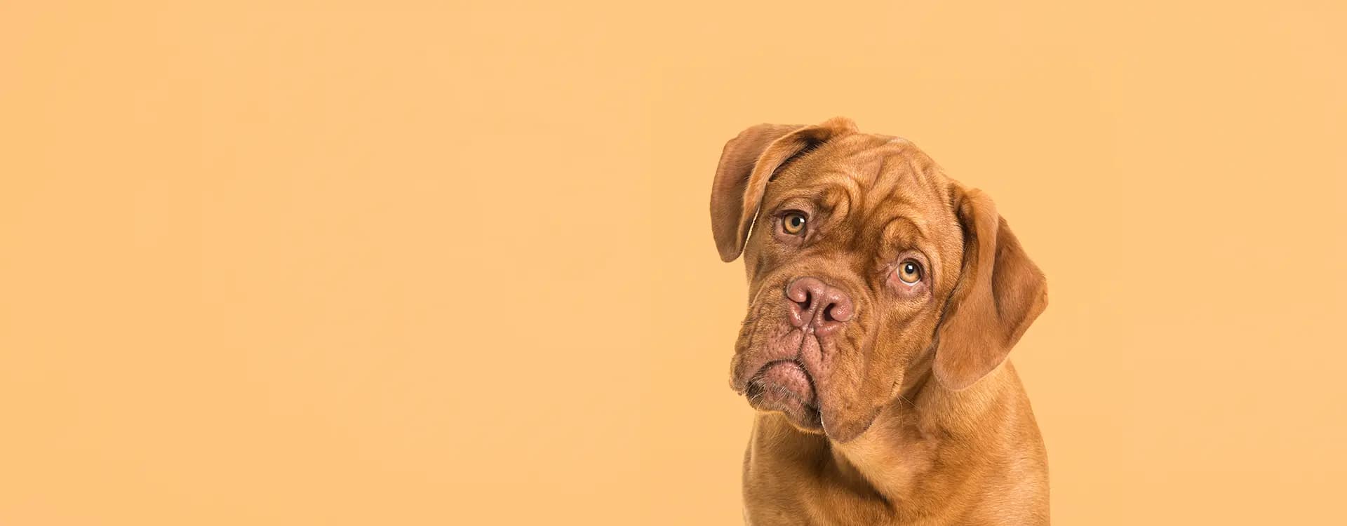 Professional pooper scooper service technician cleaning a backyard