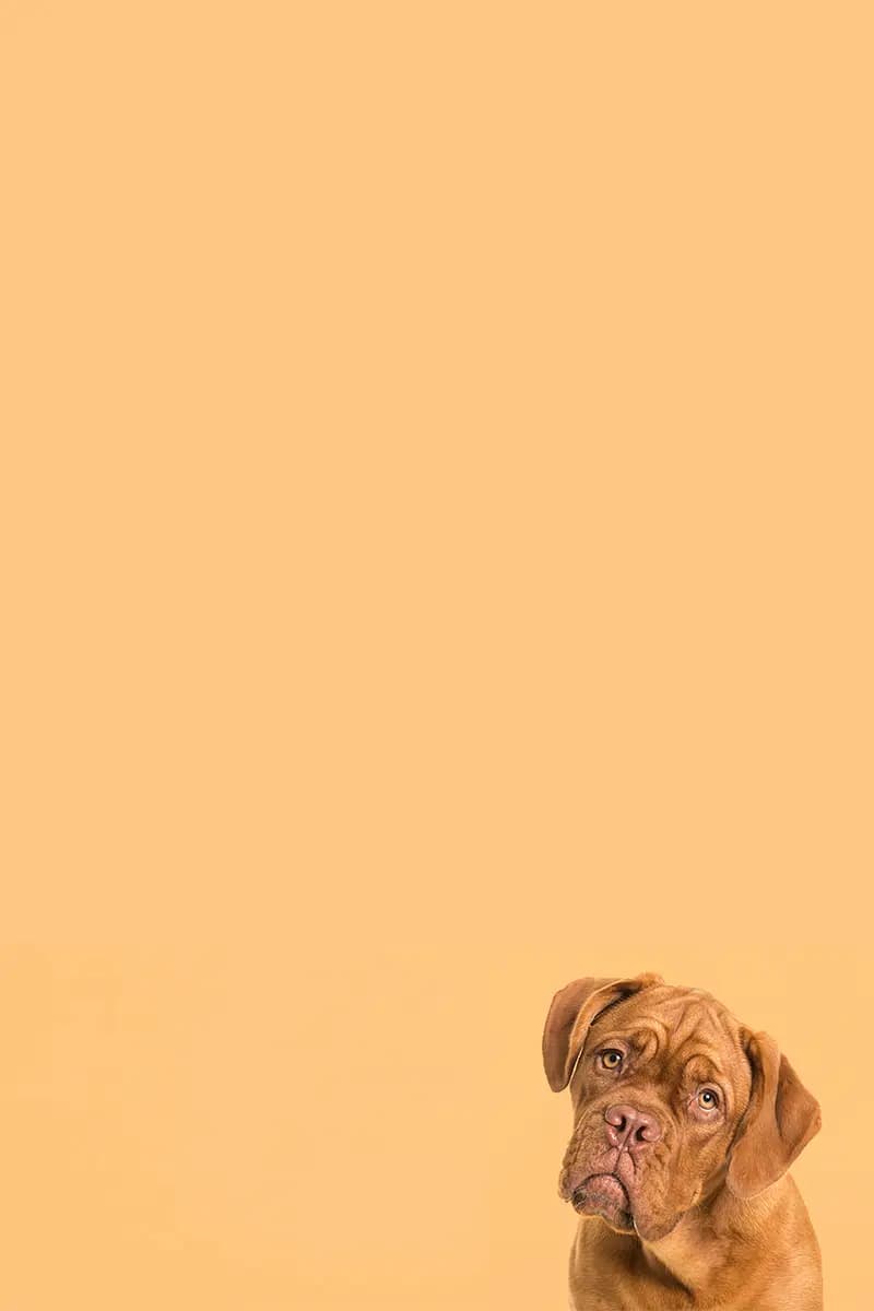 Professional pooper scooper service technician cleaning a backyard