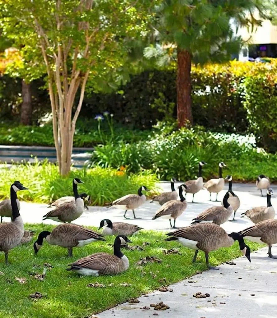 Canada geese on Colorado golf course - professional goose and wildlife waste removal service by Scoop & Go Pros serving Denver, Boulder, and Northern Colorado